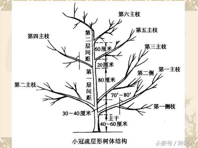 梨树整形修剪技术详解(图文)