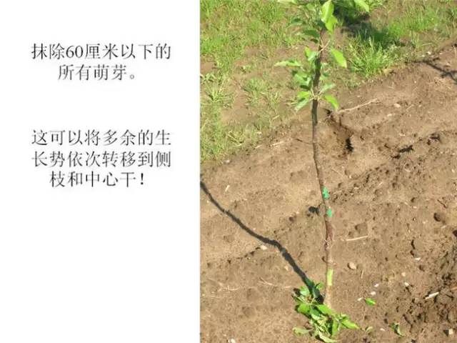 苹果树整形及修剪技术（专家版）