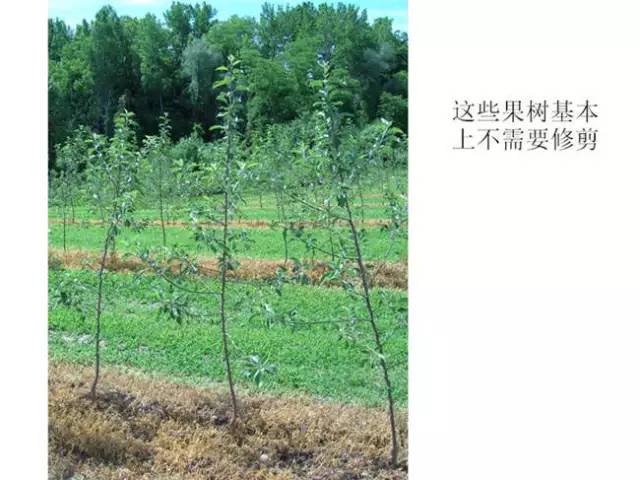 苹果树整形及修剪技术（专家版）