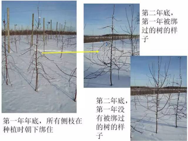 苹果树整形及修剪技术（专家版）