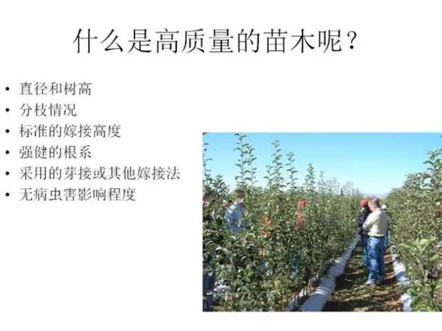 苹果树整形及修剪技术（专家版）