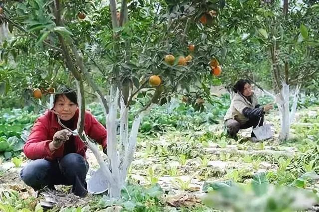6种清园涂白剂配方