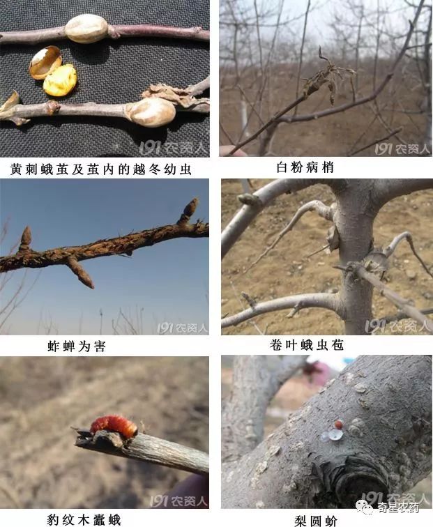 秋未冬初对果园做一次清园“杀一灭千”