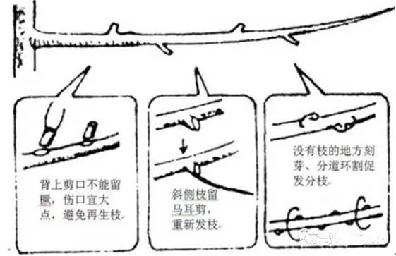 冬剪果树技术