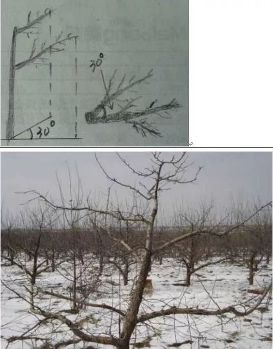 冬剪果树技术