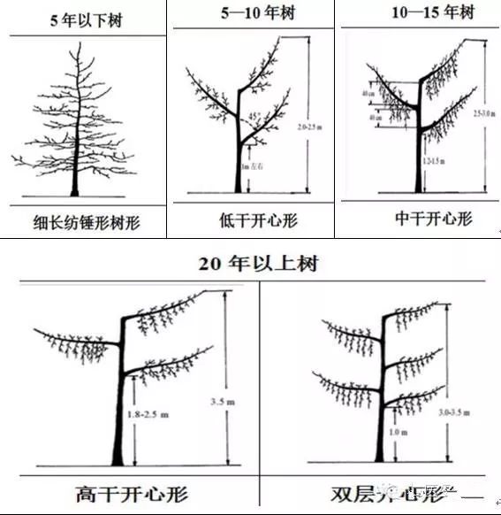 冬剪果树技术