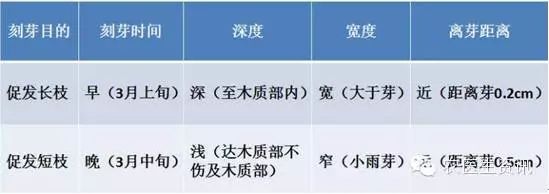 冬剪果树技术