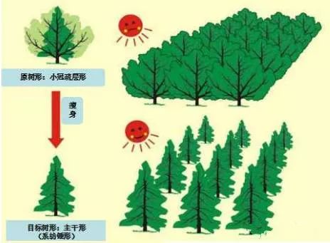 冬剪果树技术