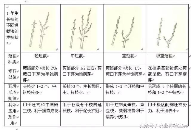 果树修剪入门