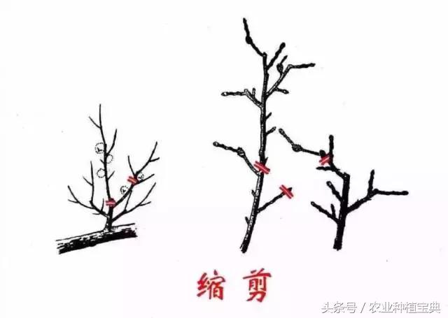 果树修剪入门