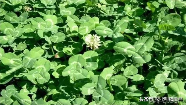 详谈果园种草