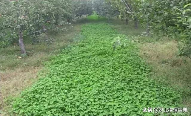 详谈果园种草