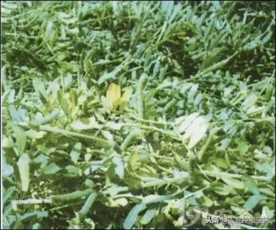 详谈果园种草