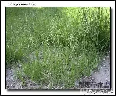 详谈果园种草
