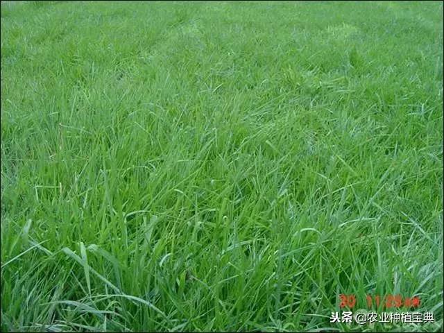 详谈果园种草