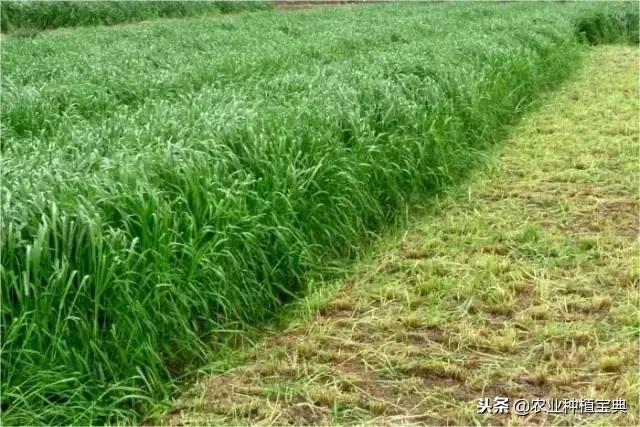 详谈果园种草