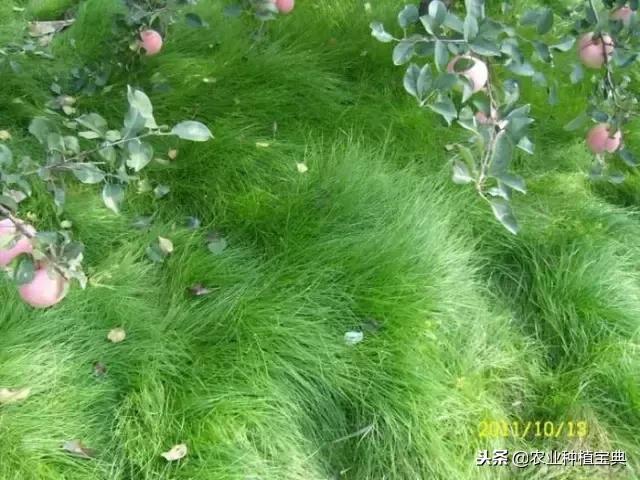 详谈果园种草