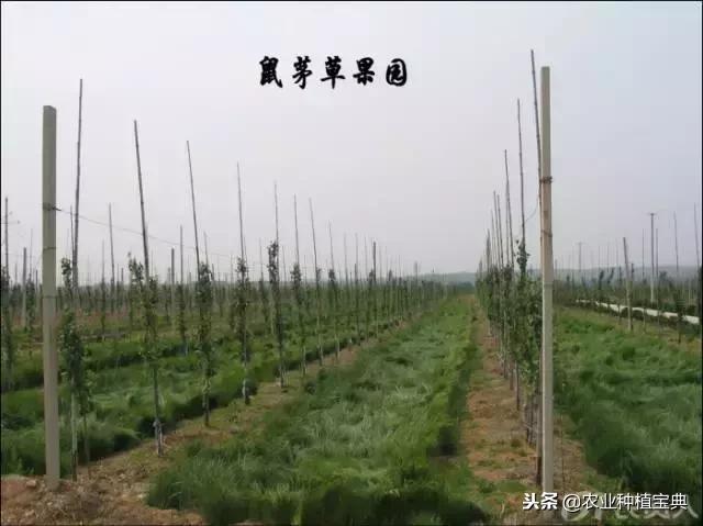 详谈果园种草