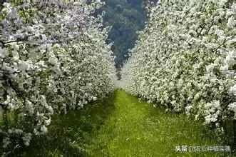 详谈果园种草