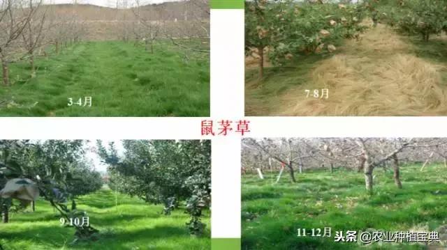 详谈果园种草