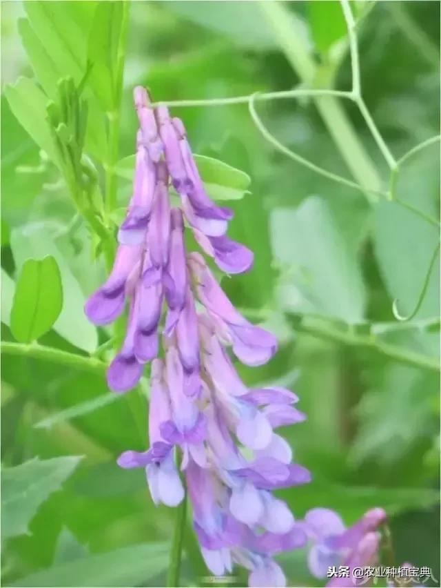 详谈果园种草