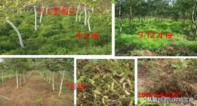 详谈果园种草