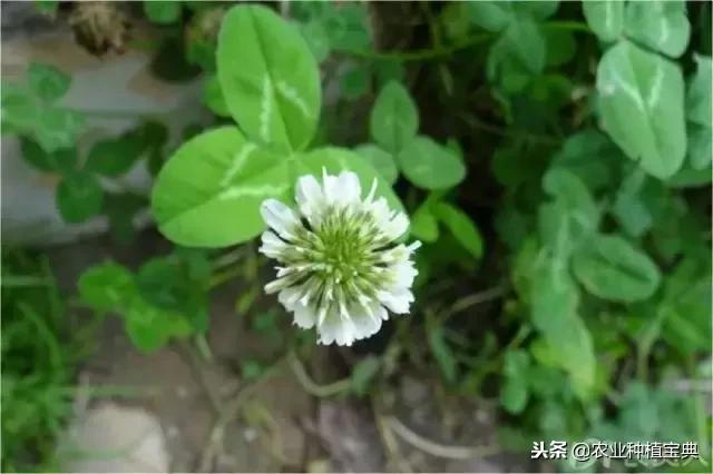 详谈果园种草