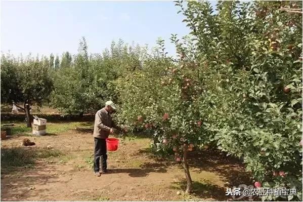 详谈果园种草