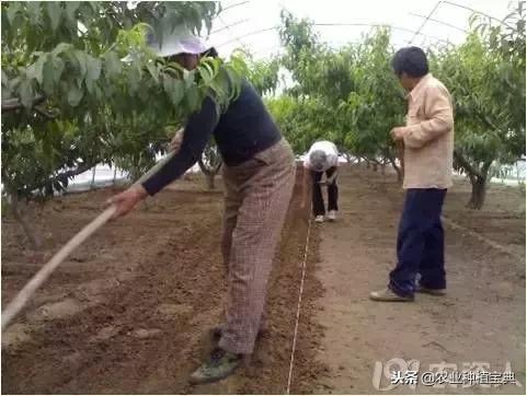 详谈果园种草
