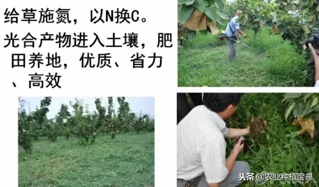 详谈果园种草