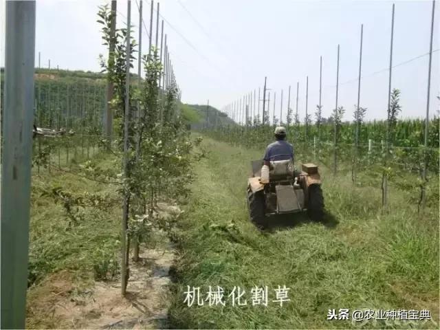 详谈果园种草