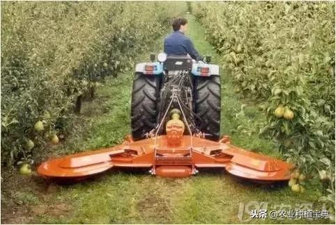 详谈果园种草
