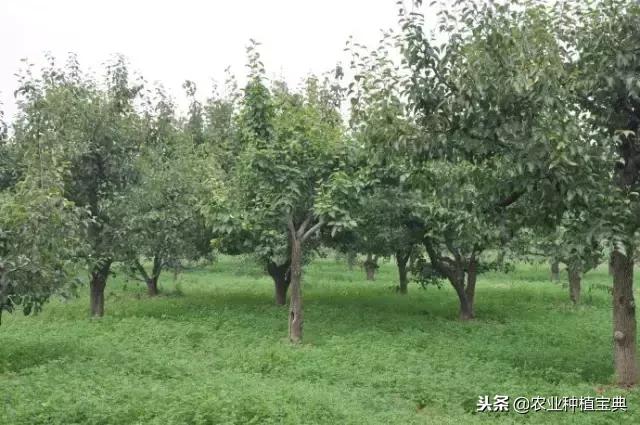 详谈果园种草
