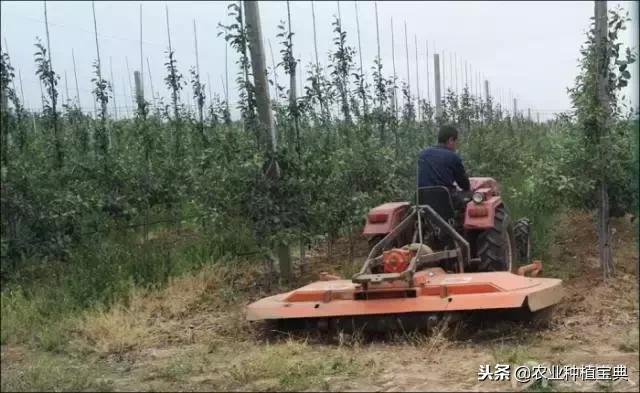 详谈果园种草