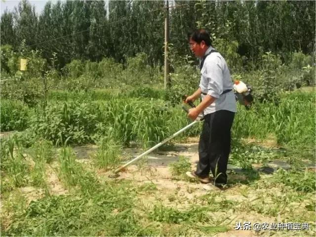 详谈果园种草