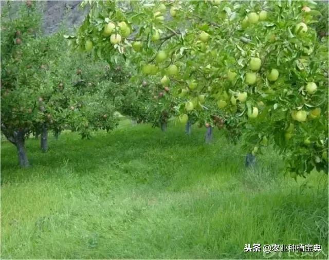 详谈果园种草