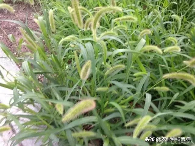详谈果园种草