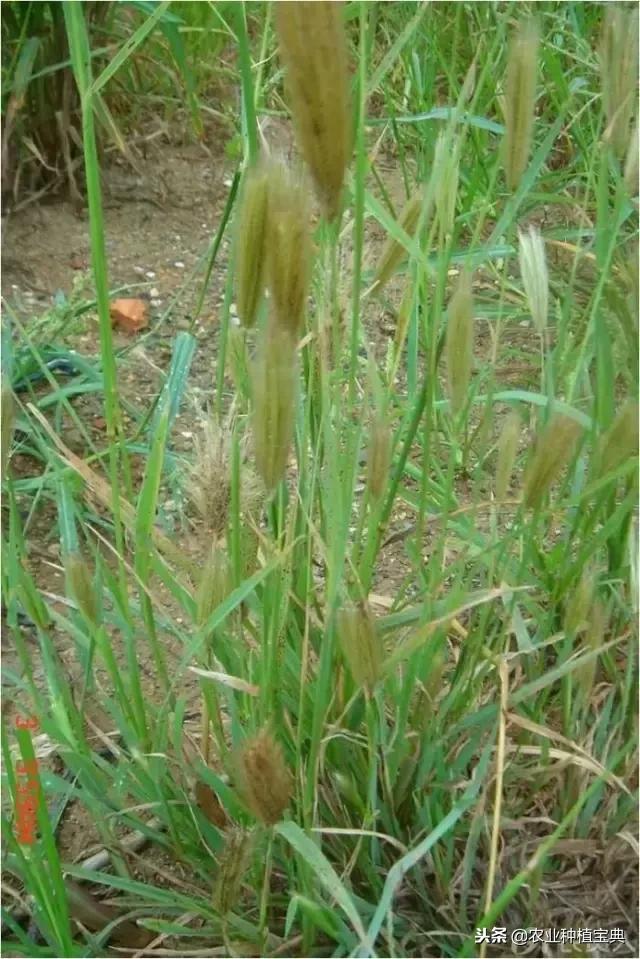 详谈果园种草