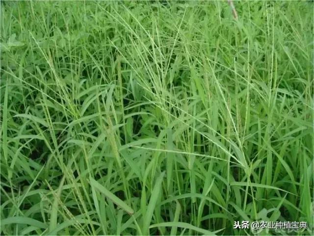 详谈果园种草