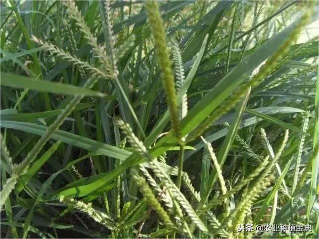 详谈果园种草