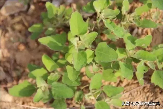 详谈果园种草