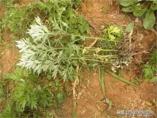 详谈果园种草