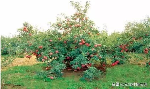 详谈果园种草