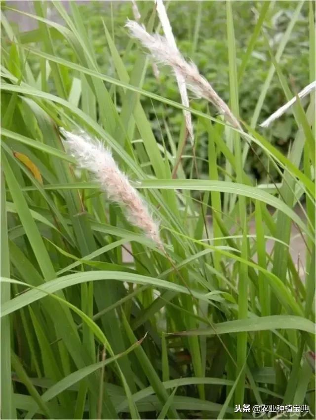 详谈果园种草