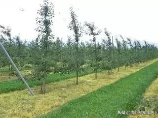 详谈果园种草