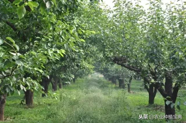 详谈果园种草