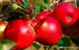详谈果园种草