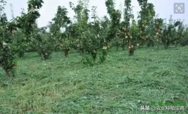 详谈果园种草
