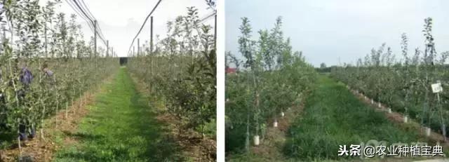 详谈果园种草