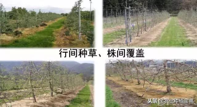 详谈果园种草